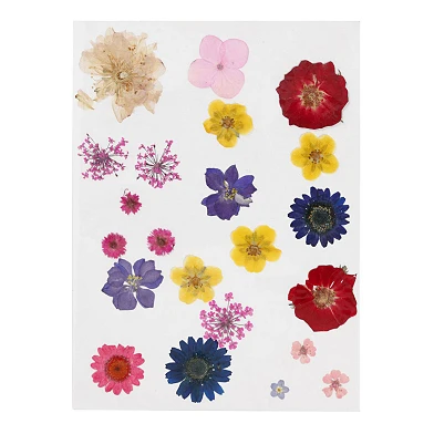 Getrocknete Blumen und Blätter in verschiedenen Farben
