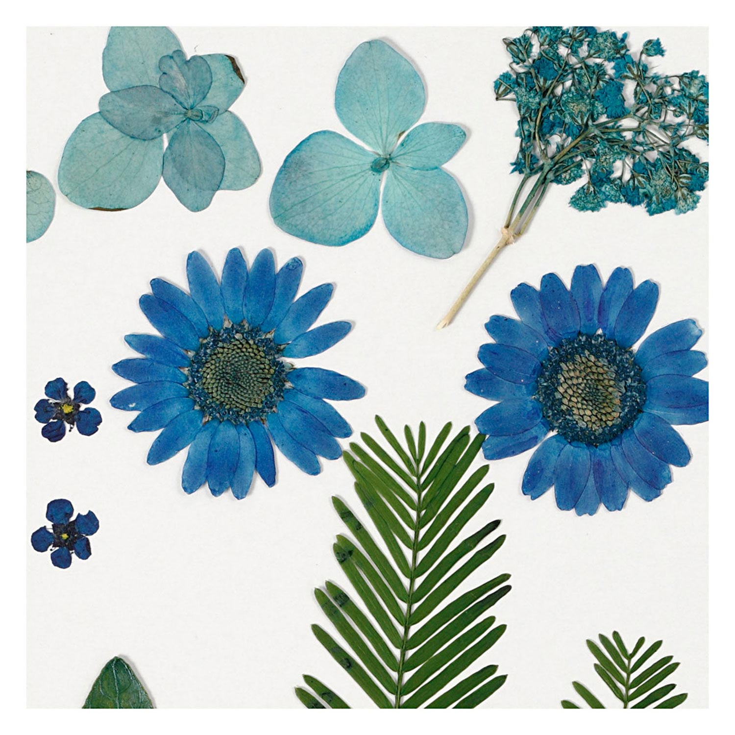 Trockenblumen und Blätter Blau, 19 Stk.