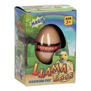 Lama aux œufs de croissance