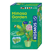 Anbau von Cosmos Mimosa-Pflanzen