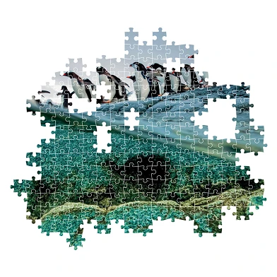 Puzzle Clementoni National Geographics - Pingouin, 1000 pièces.