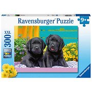 Zwarte Labradors, 300st.