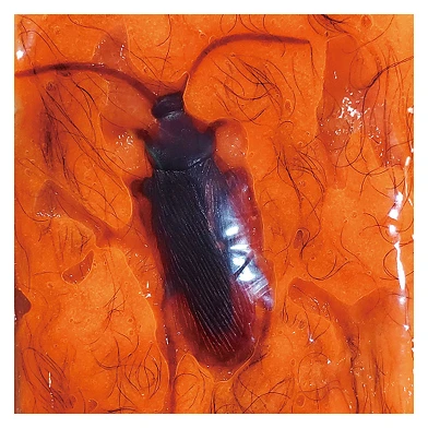 Oosh Slime poilue aux insectes XL, 330gr.