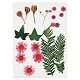 Gedroogde Bloemen en Bladeren Lichtrood, 19dlg. 