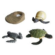 Ensemble de figurines de jouets de tortue du cycle de vie