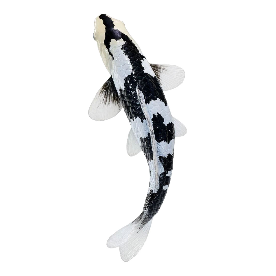 Mojo Koi Collection - Shiro Utsuri Koi Zwart Wit 381120