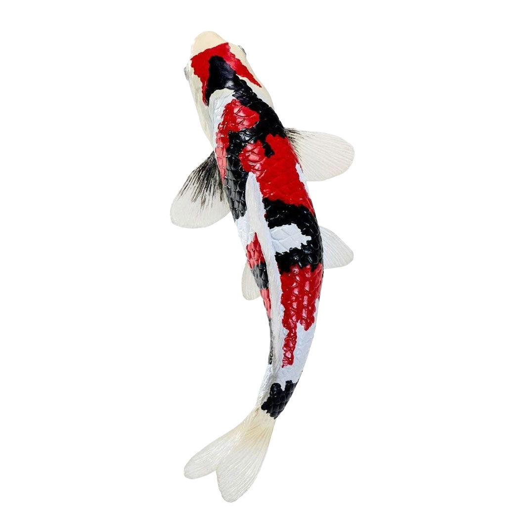 Mojo Koi Collection - Showa Sanshoku Koi Driekleurig 381121