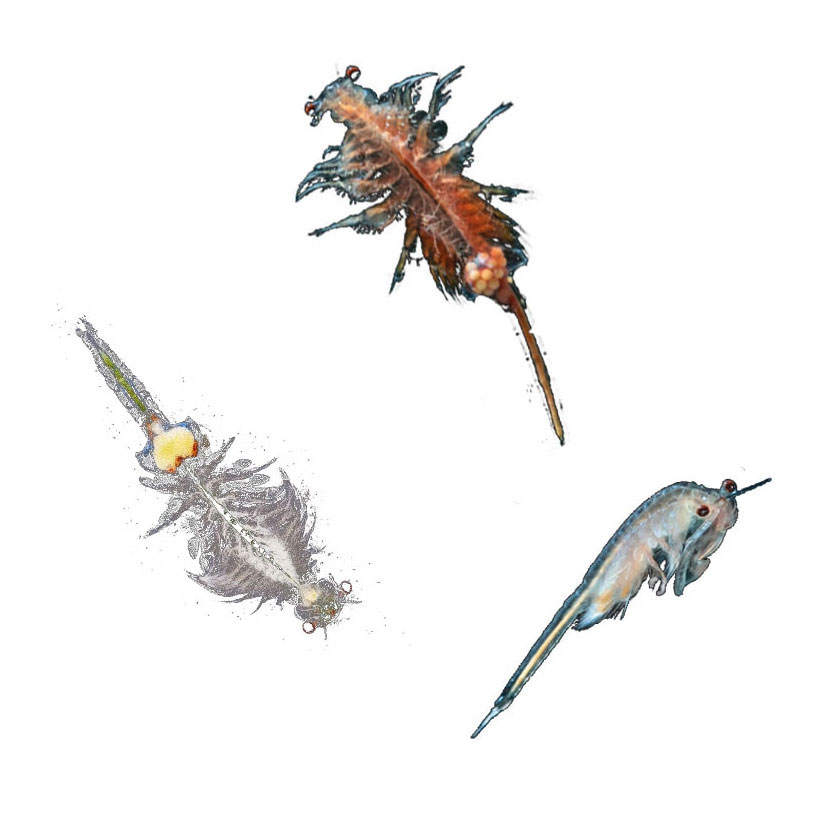 Kosmos Pekelkreeftjes Kweken