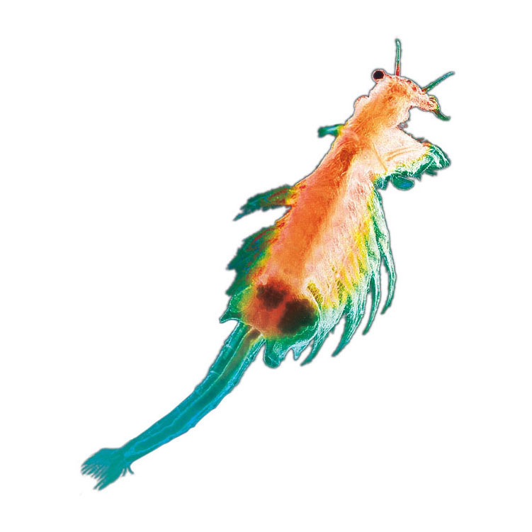 Kosmos Pekelkreeftjes Kweken