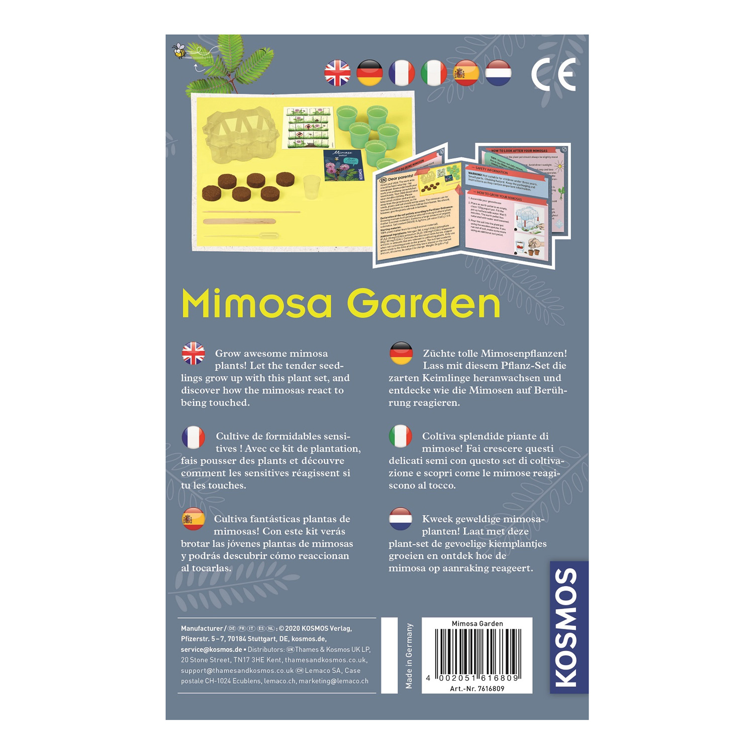 Cultiver des plantes Kosmos Mimosa