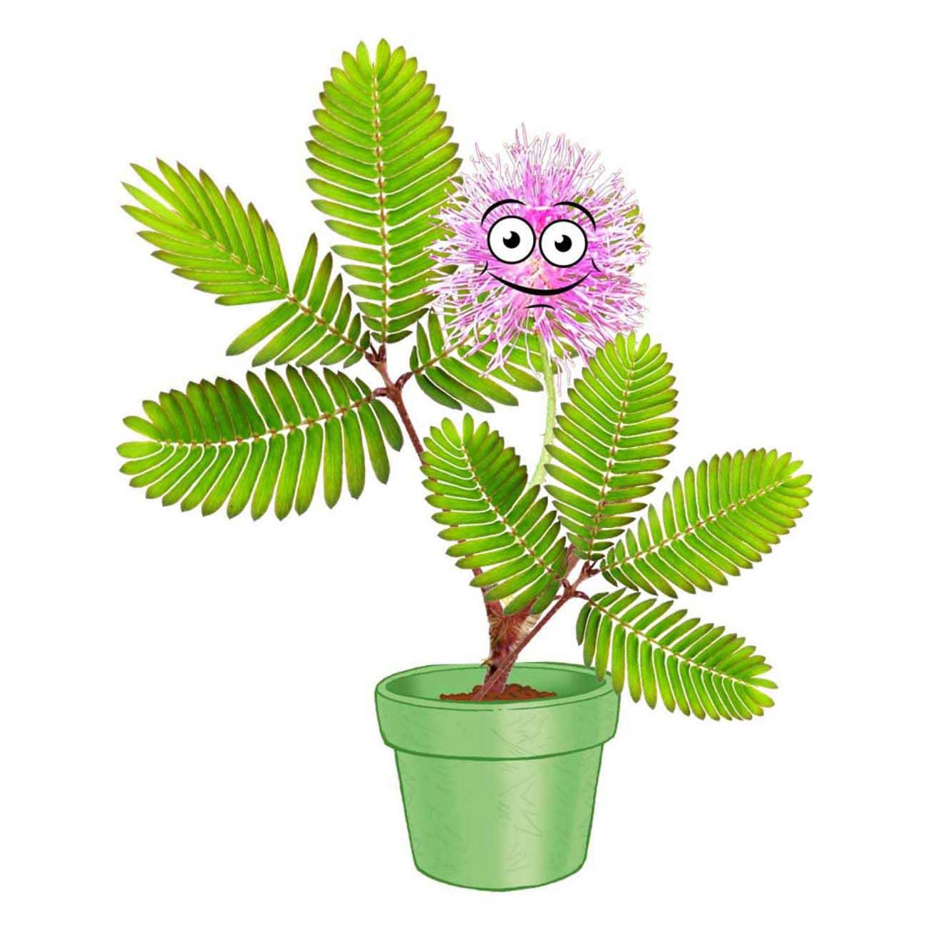 Ensemble de jeu de jardin Kosmos Mimosa
