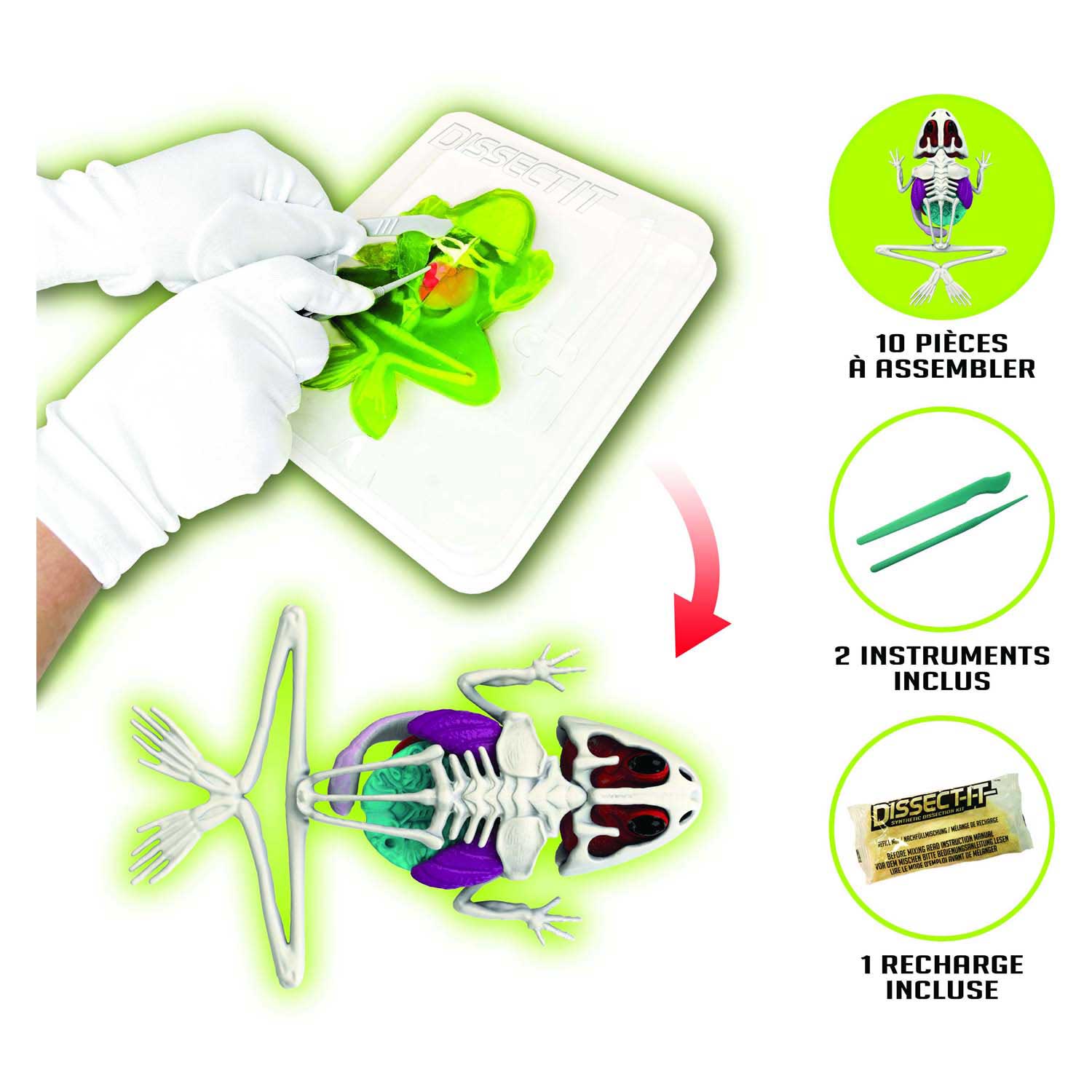 Laboratoire gluant - DISSECTE-TOI - Dissecte une grenouille