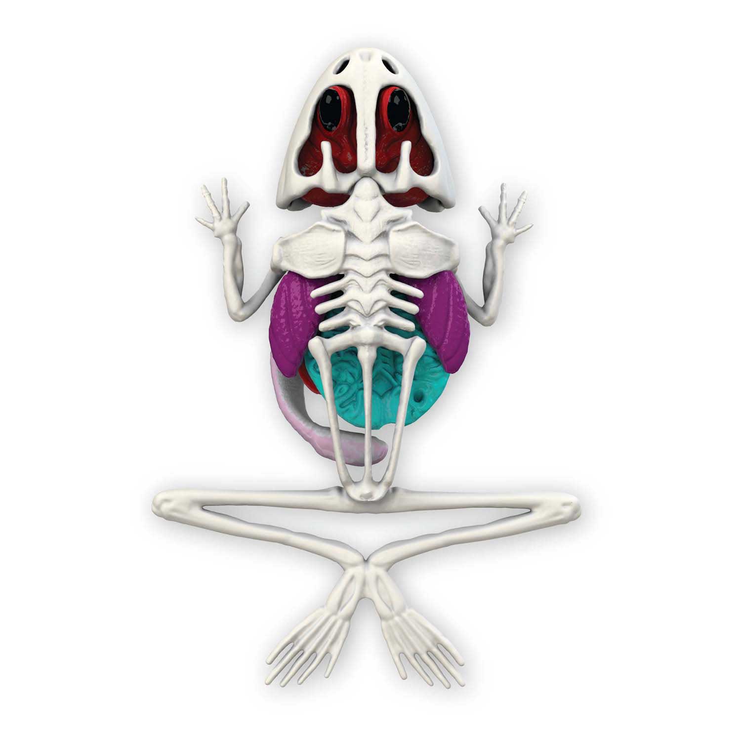 Laboratoire gluant - DISSECTE-TOI - Dissecte une grenouille