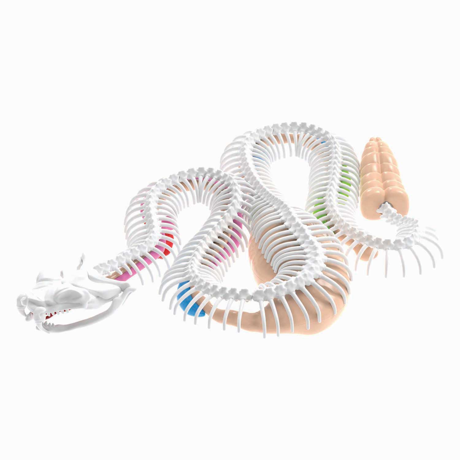 DISSECT-IT Seziere eine Klapperschlange Mega-Geschenkbox