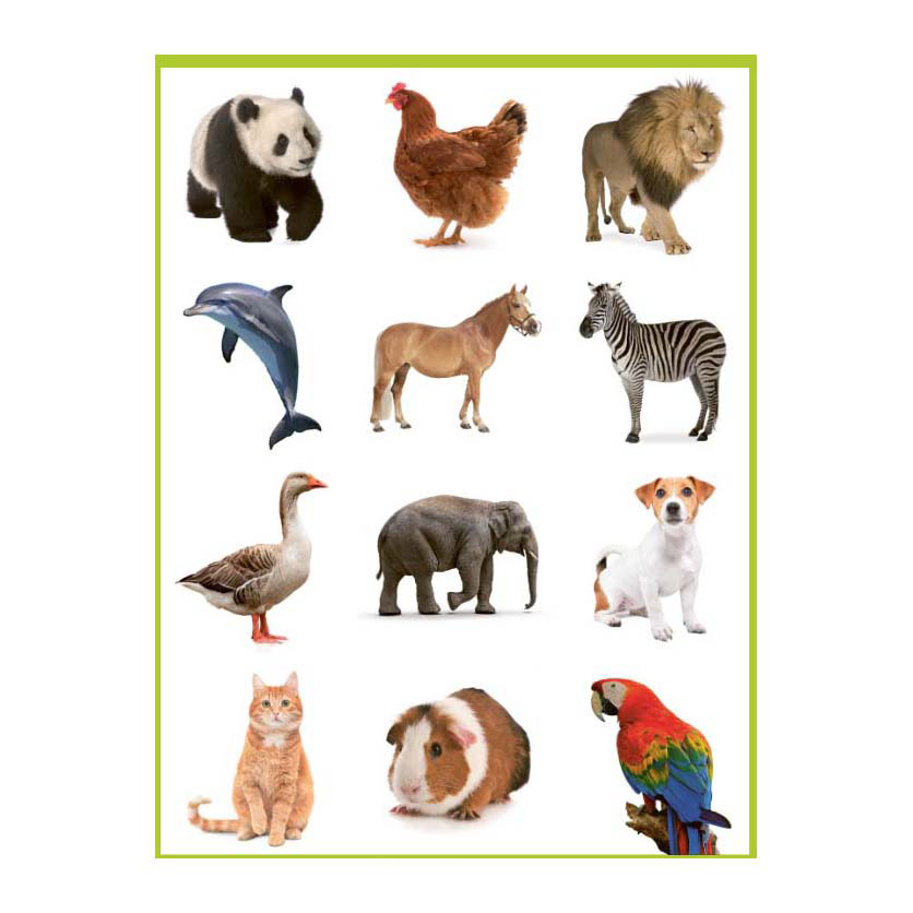 Lieve Dieren Kleur- en Stickerboek - 3-5 Jaar
