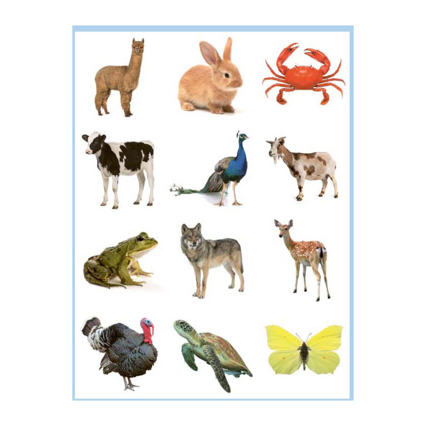 Lieve Dieren Kleur- en Stickerboek - 3-5 Jaar