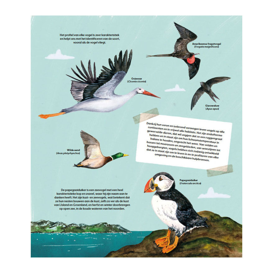 De wondere wereld van vogels