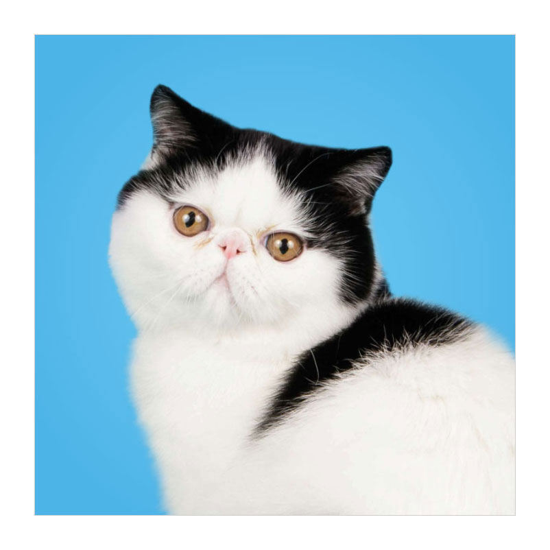 Associez les chats ! - Memospel