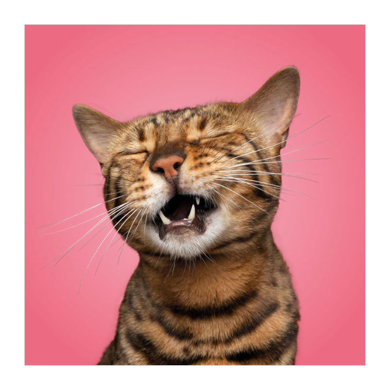 Associez les chats ! - Memospel