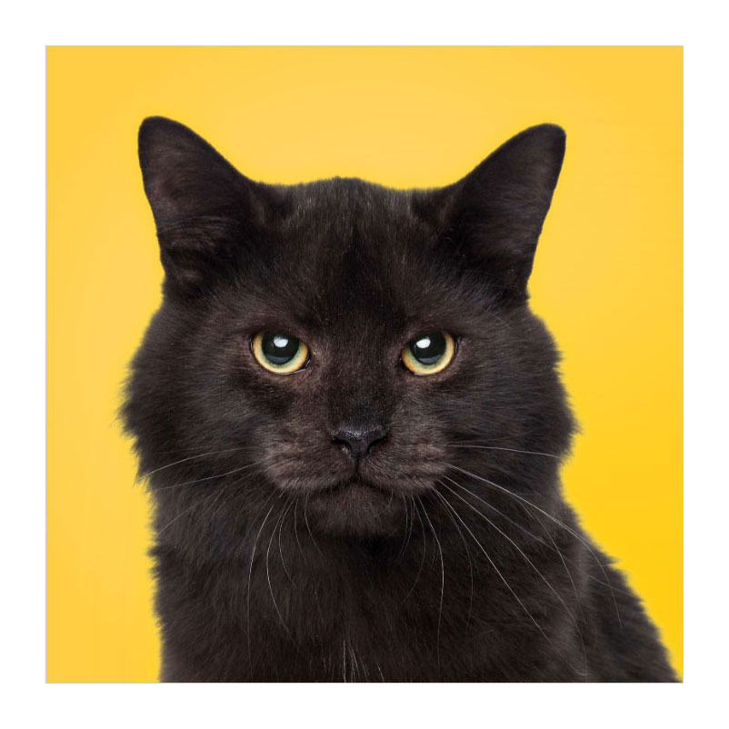 Associez les chats ! - Memospel
