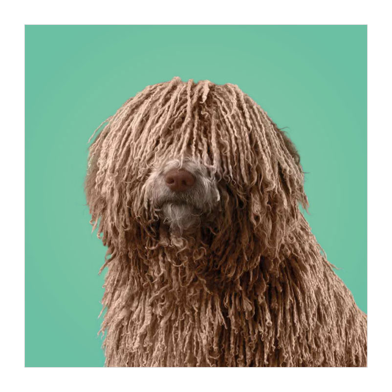 Associez les chiens ! - Memospel