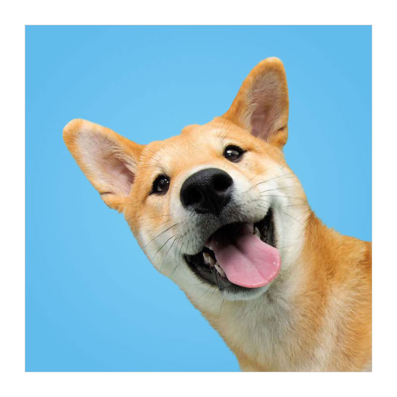 Associez les chiens ! - Memospel