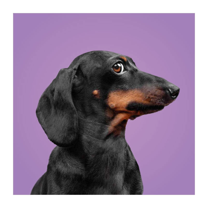 Associez les chiens ! - Memospel
