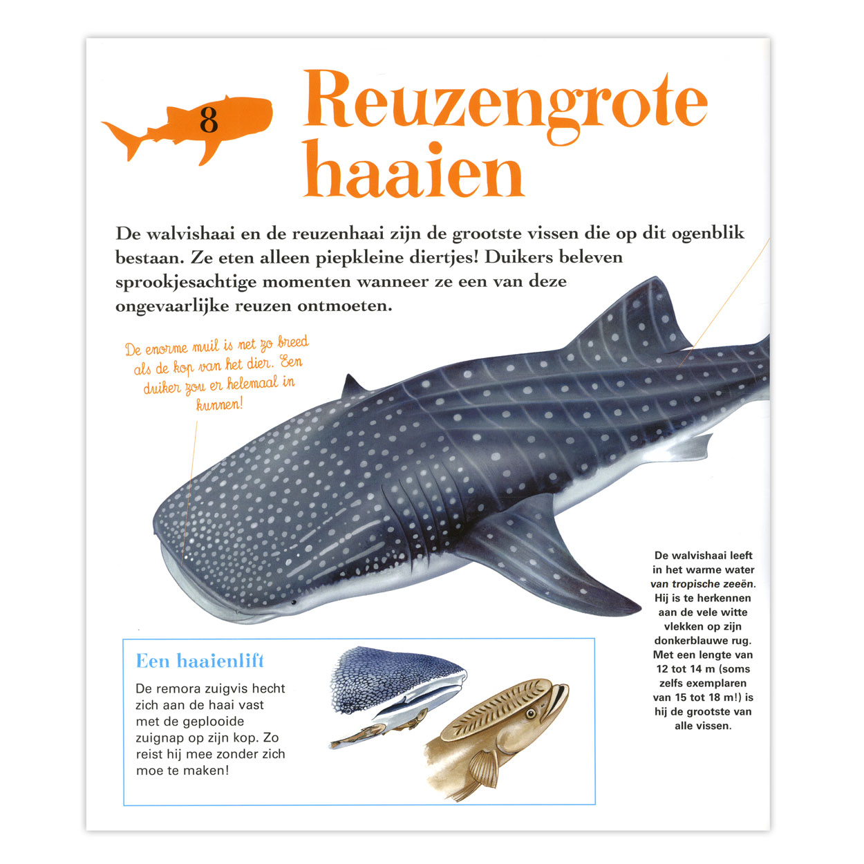 Kijk Om Je Heen - Haaien