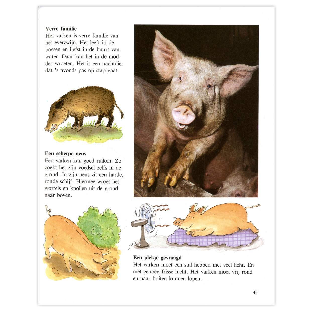 Zo leven de dieren om ons heen