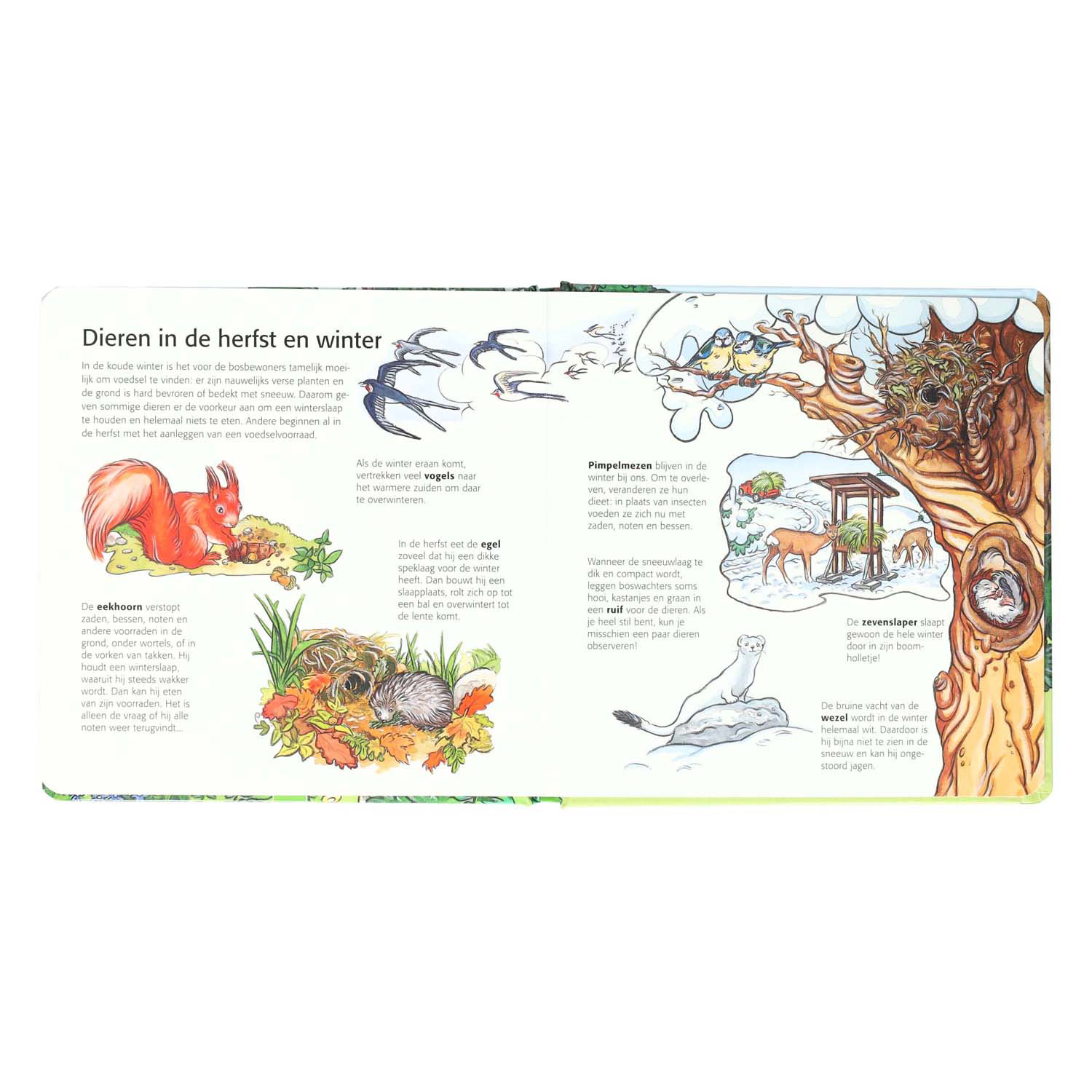 Les enfants découvrent la forêt