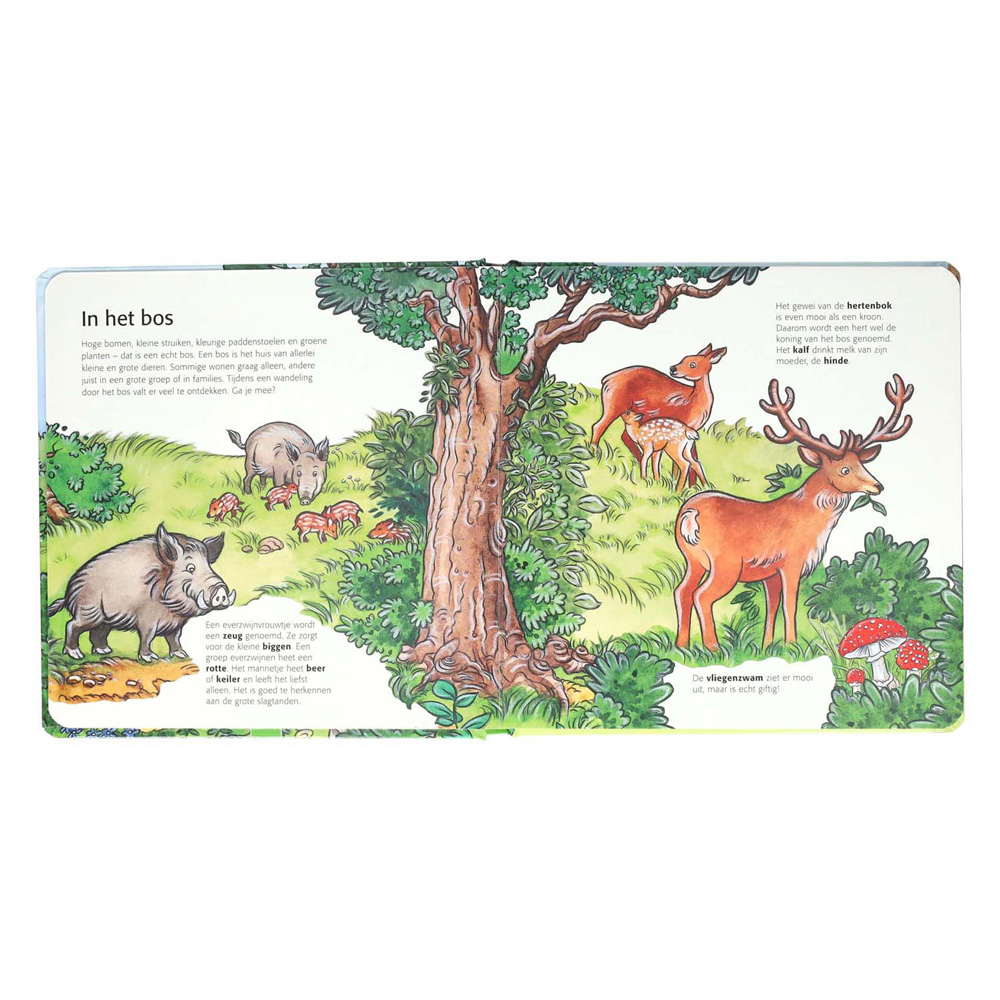 Les enfants découvrent la forêt