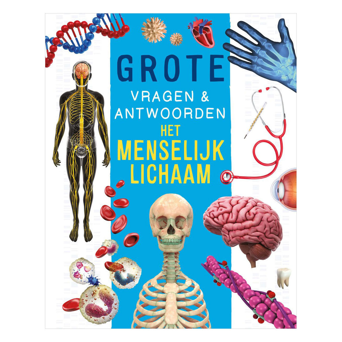 Het menselijk lichaam - Grote vragen & antwoorden