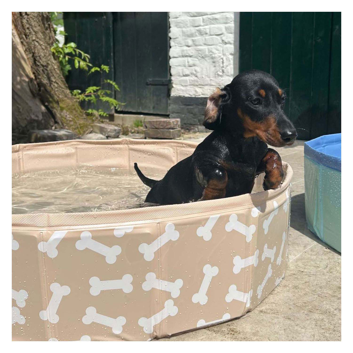 Swim Essentials - Baignoire pour chien Bonebash beige, 80 cm