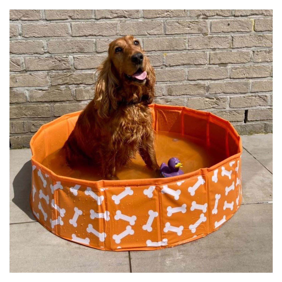 Swim Essentials - Baignoire pour chien Bonebash Orange, 80 cm
