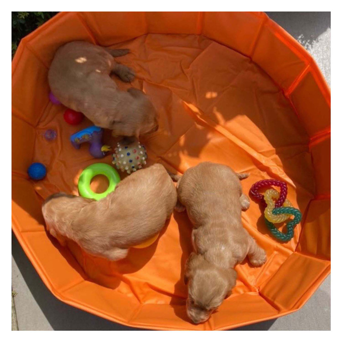 Swim Essentials - Baignoire pour chien Bonebash Orange, 80 cm