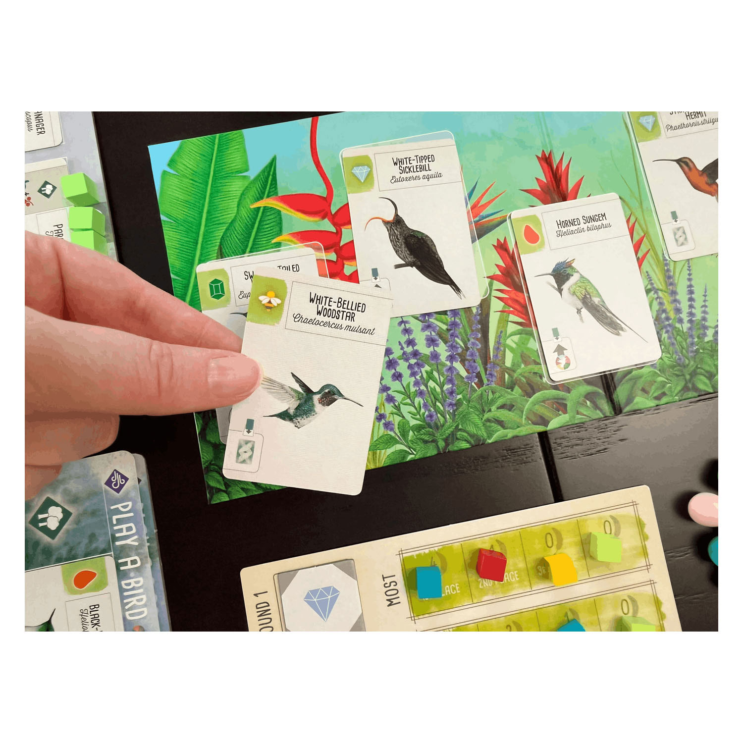 999 Games Wingspan Uitbreiding - Midden- en Zuid-Amerika