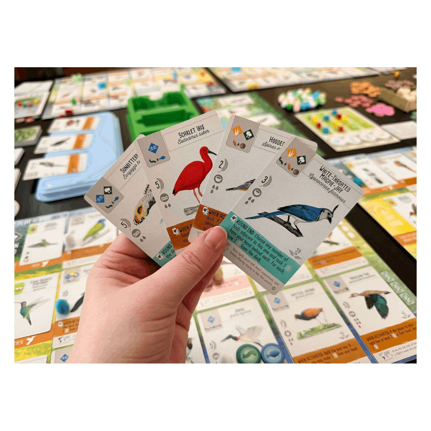 999 Games Wingspan Uitbreiding - Midden- en Zuid-Amerika