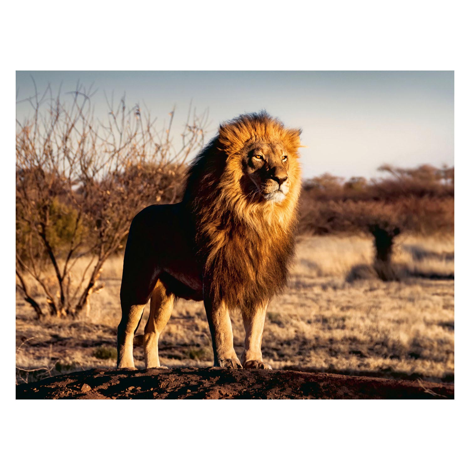 Puzzle Le Lion Le Roi des Bêtes, 1500 mcx.