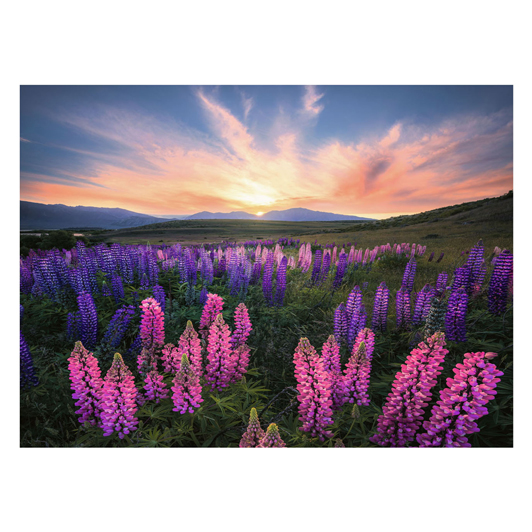 Puzzle Lupins, 1000 pcs.