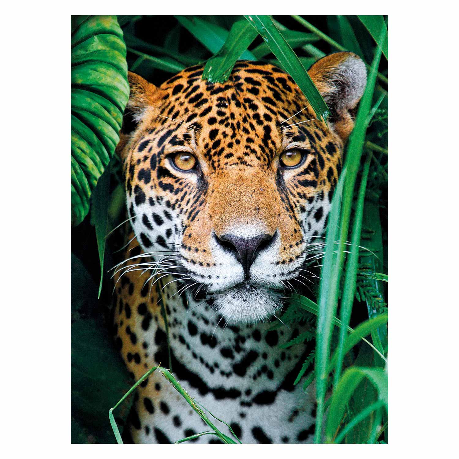 Clementoni Puzzle Jaguar im Dschungel, 500 Teile.