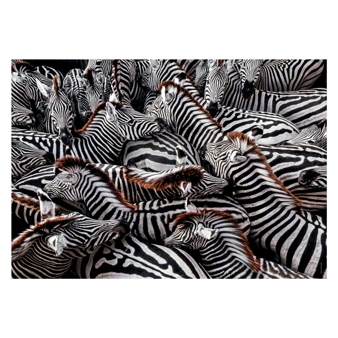 Clementoni Puzzle National Geographics - Zebra, 1000 Teile.