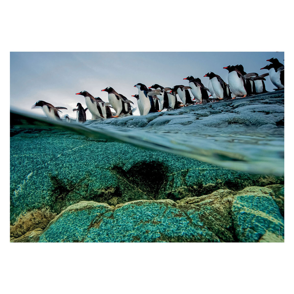 Clementoni Legpuzzel National Geographics - Penguin, 1000st.