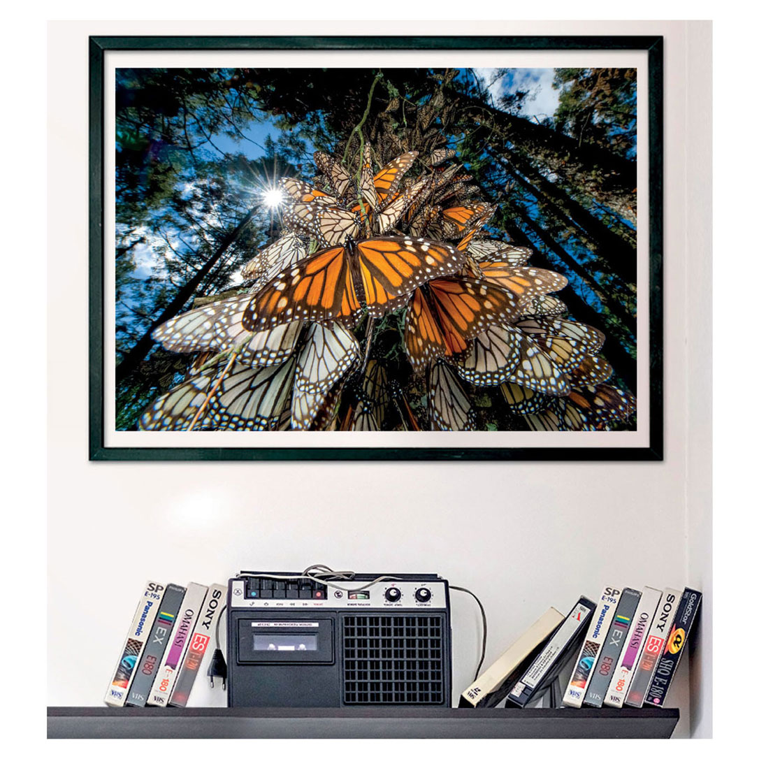 Clementoni Puzzle National Geographics - Schmetterling, 1000 Teile.