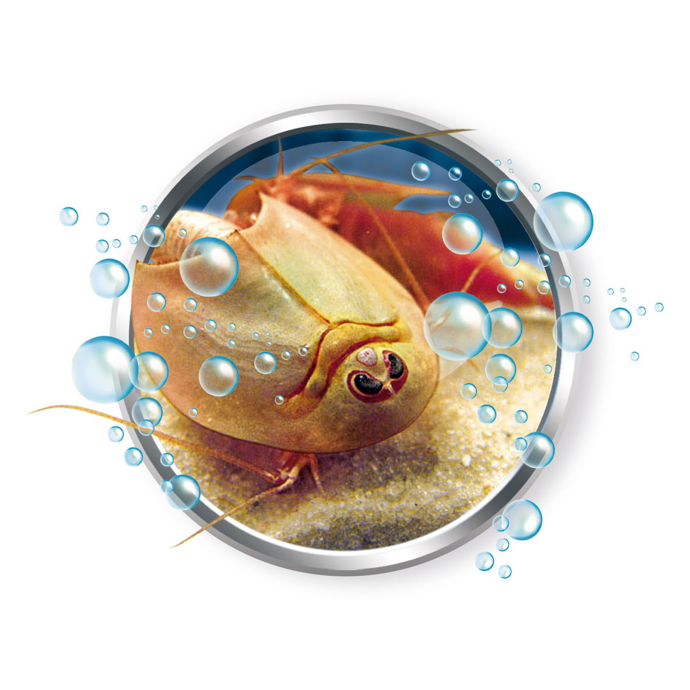 Clementoni Science & Play Cultivez vos propres trios