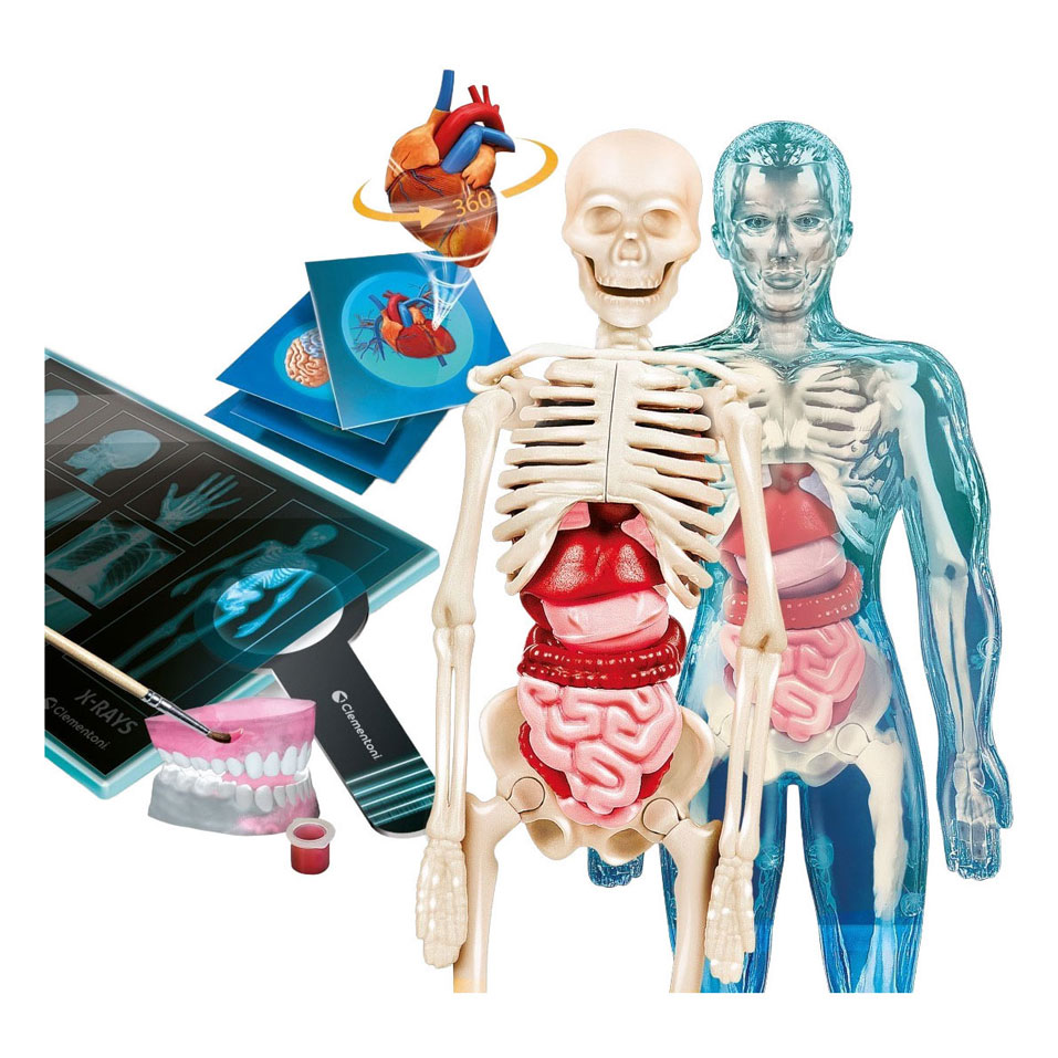 Clementoni Science et Jeu - Super Anatomie