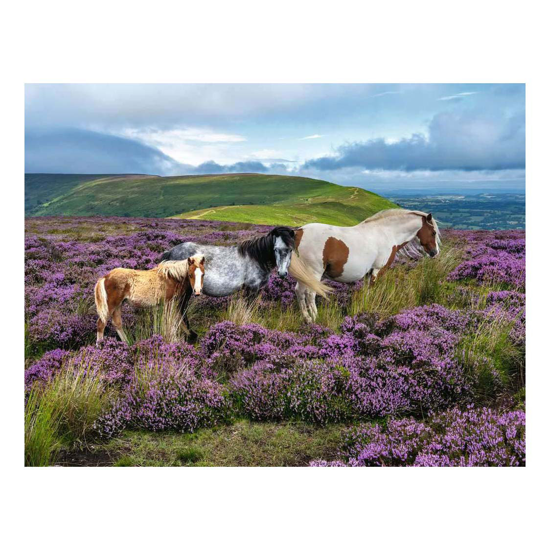 Ravensburger Legpuzzel Wild Horses in the Heather - 2000st.