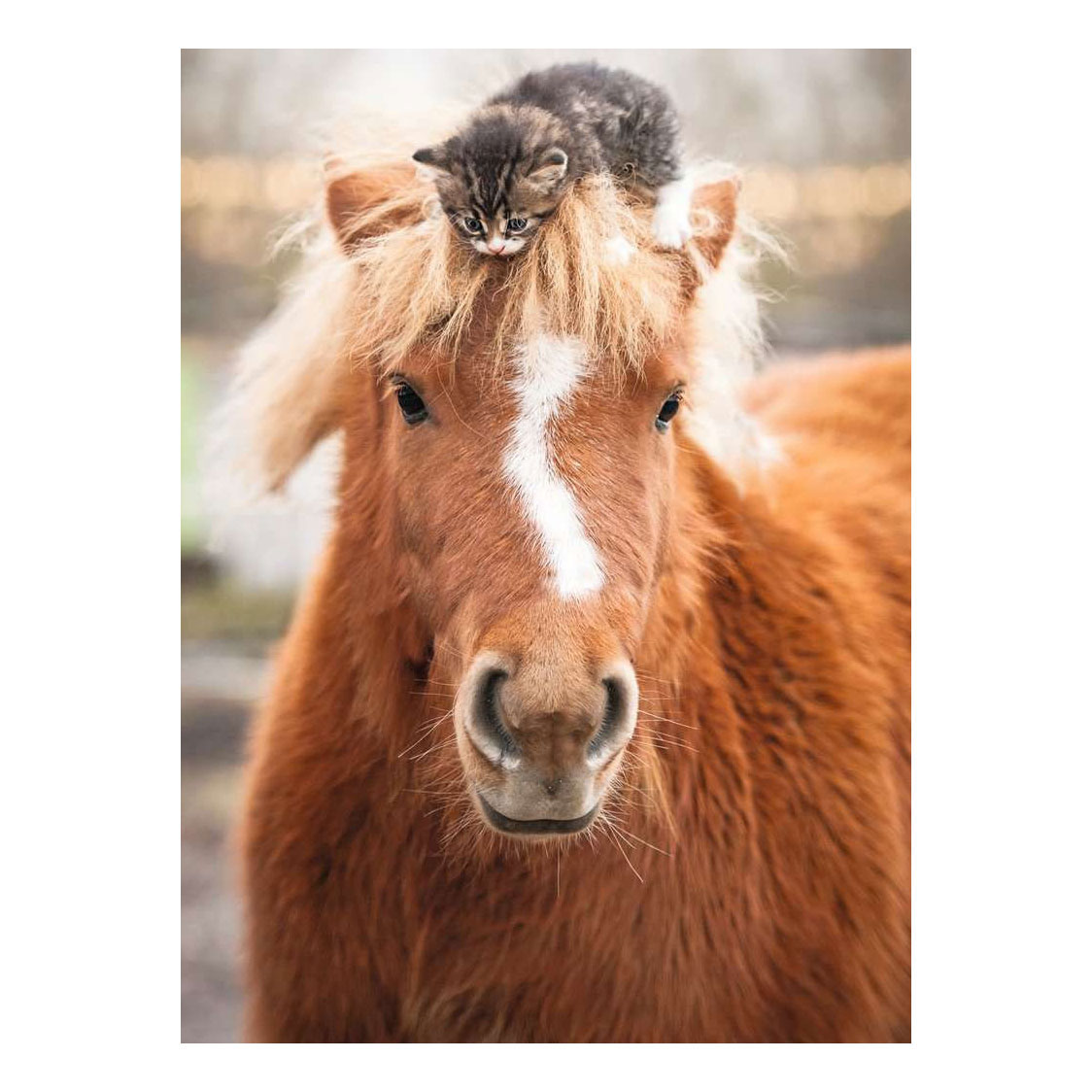 Ravensburger Legpuzzel Pony and cat - 500st.