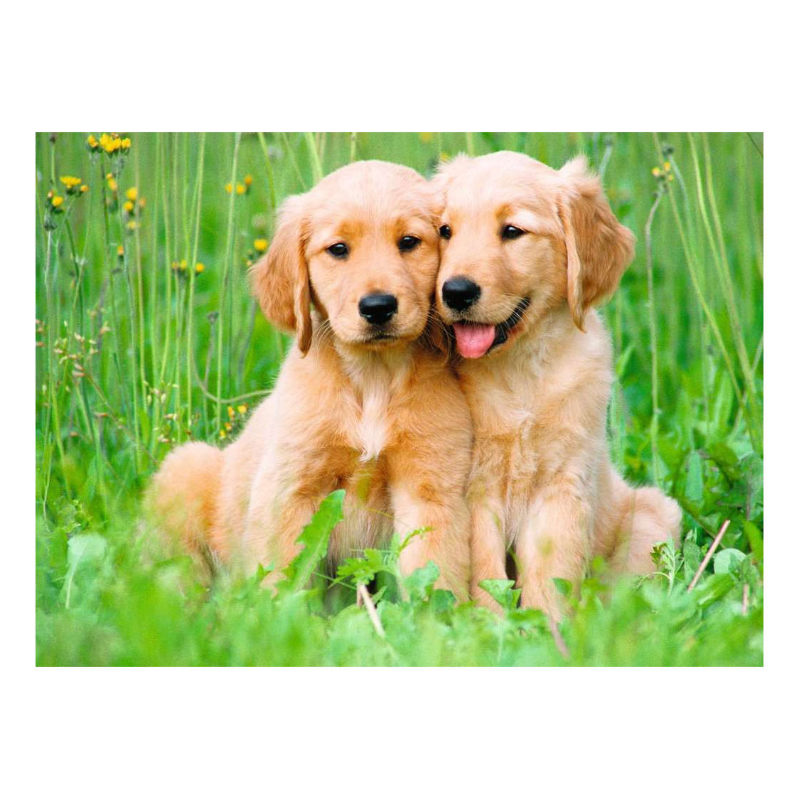 Ravensburger Legpuzzel The Golden Retriever brothers - 500st.