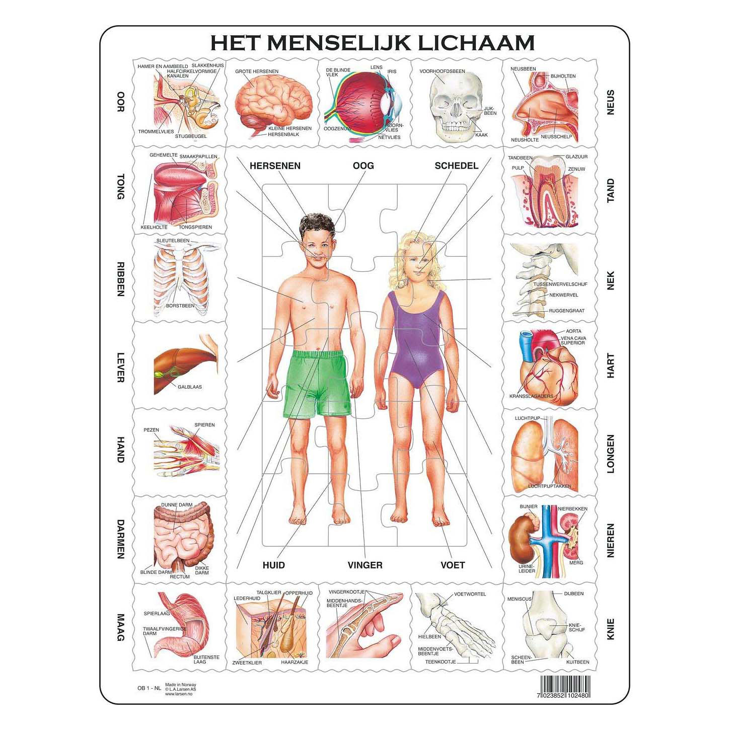 Larsen Het Menselijk Lichaam, 35st.