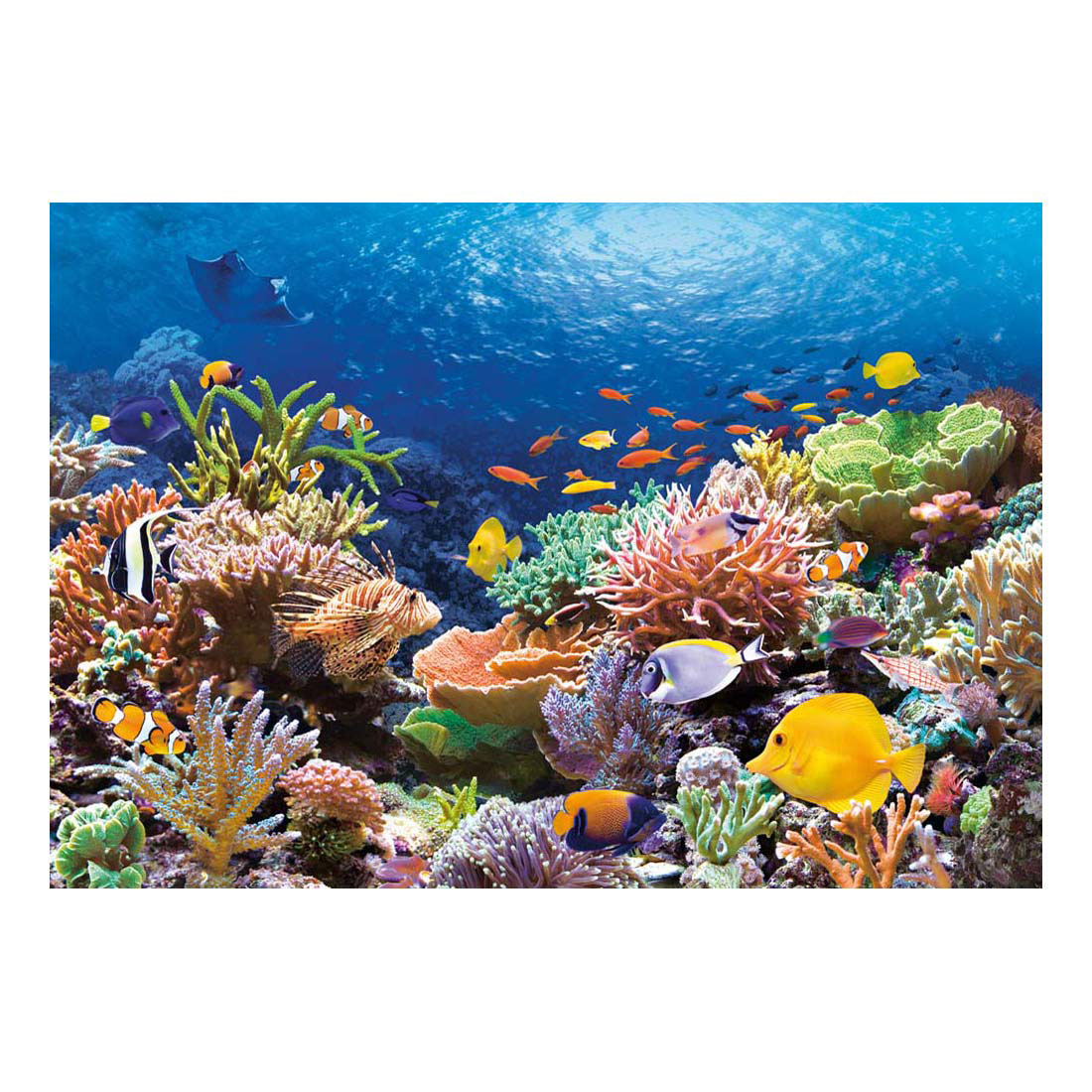 Puzzle Castorland Poissons des récifs coralliens, 1000 pièces.